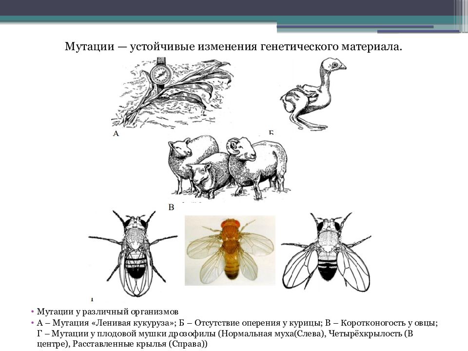 Задачи на мутации. Проект мутации вредные и полезные мутации. Размер крыльев дрозофилы мутации. Мутации полезные вредные нейтральные.