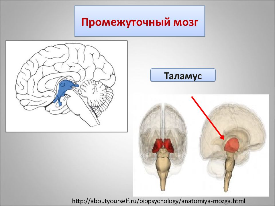 Функции таламуса промежуточного мозга. Промежуточный мозг. Промежуточный мозг таламус. Зрительные Бугры промежуточного мозга. Таламус в мозге.