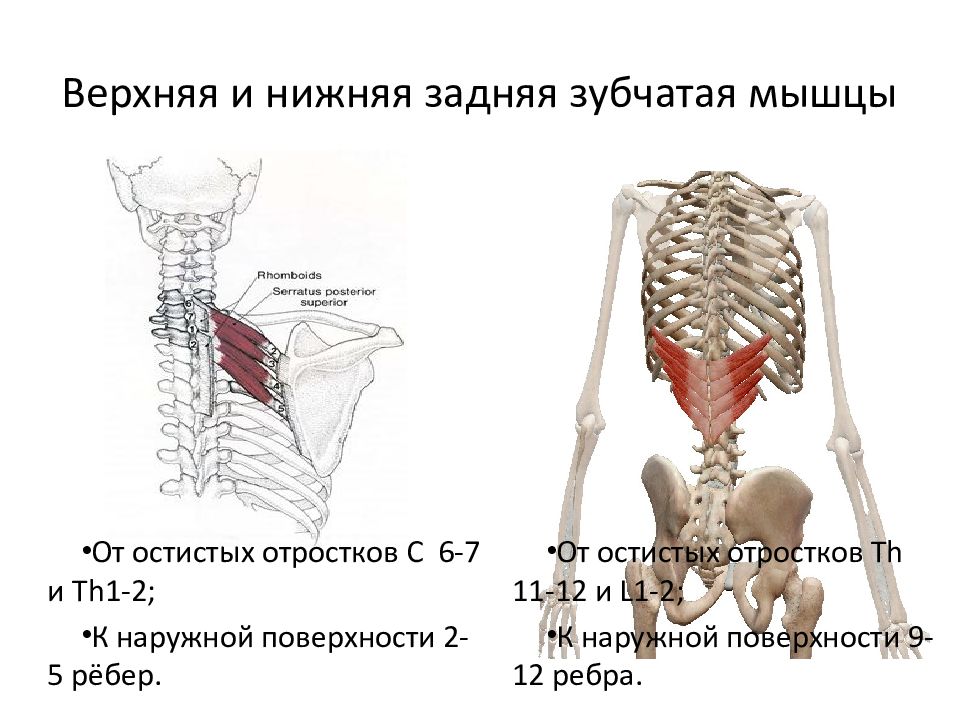 Зубчатые мышцы спины. Нижняя задняя зубчатая мышца функции. Нижняя задняя зубчатая мышца иннервация. Верхняя задняя зубчатая мышца иннервация. Задняя нижняя зубчатая мышца начало и прикрепление.