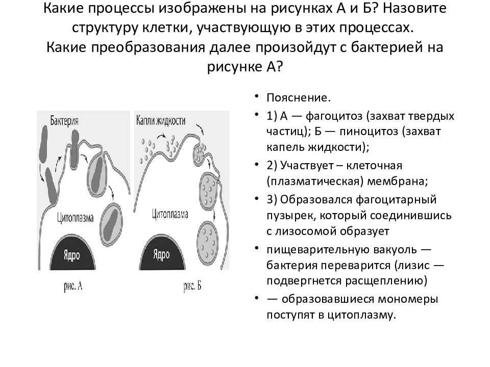 Часть какого процесса показана на рисунке