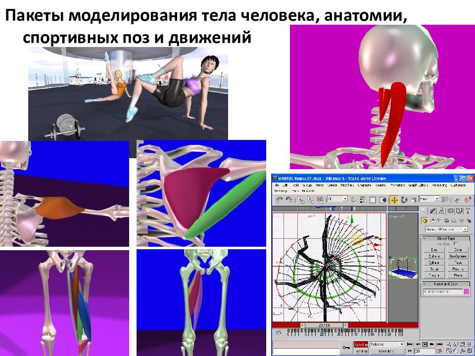 Пакеты моделирования. Моделирование в спорте презентация. Информационные технологии в спорте презентация. Анатомия спорта.