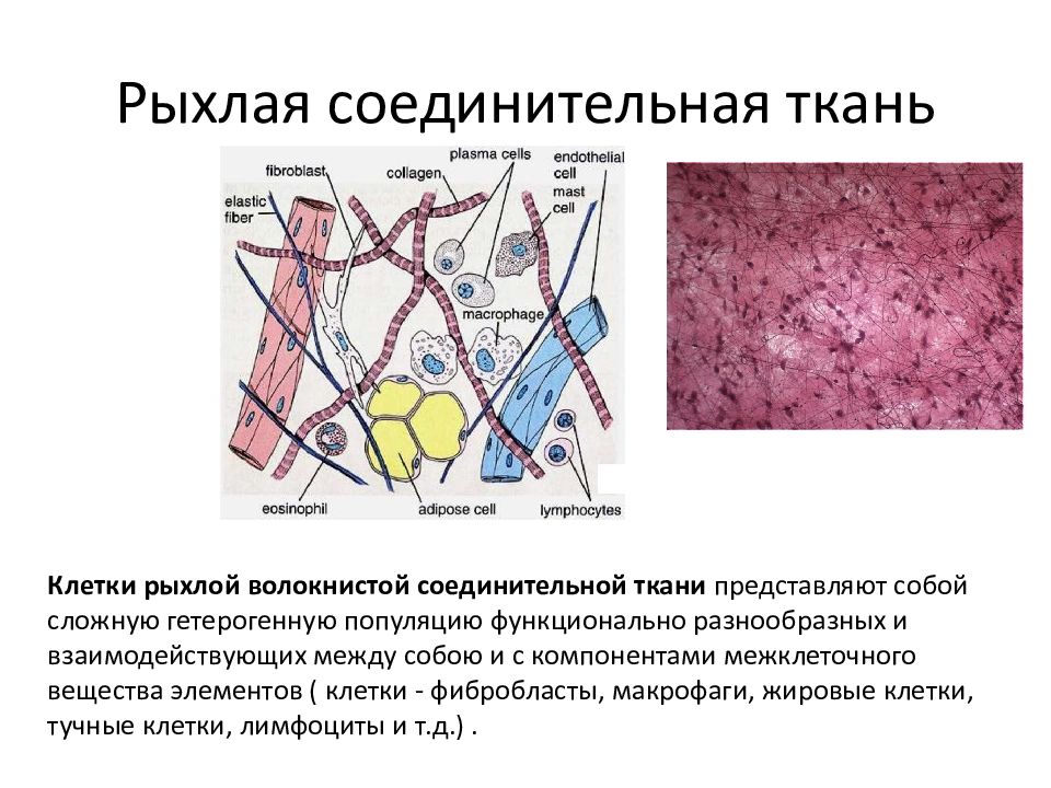 Клеточные элементы представлены. Рыхлая волокнистая неоформленная соединительная ткань препарат. Строение рыхлой волокнистой неоформленной соединительной ткани. Строение рыхлой волокнистой соединительной ткани. Рыхлая соединительная ткань. Неоформленный Тип.