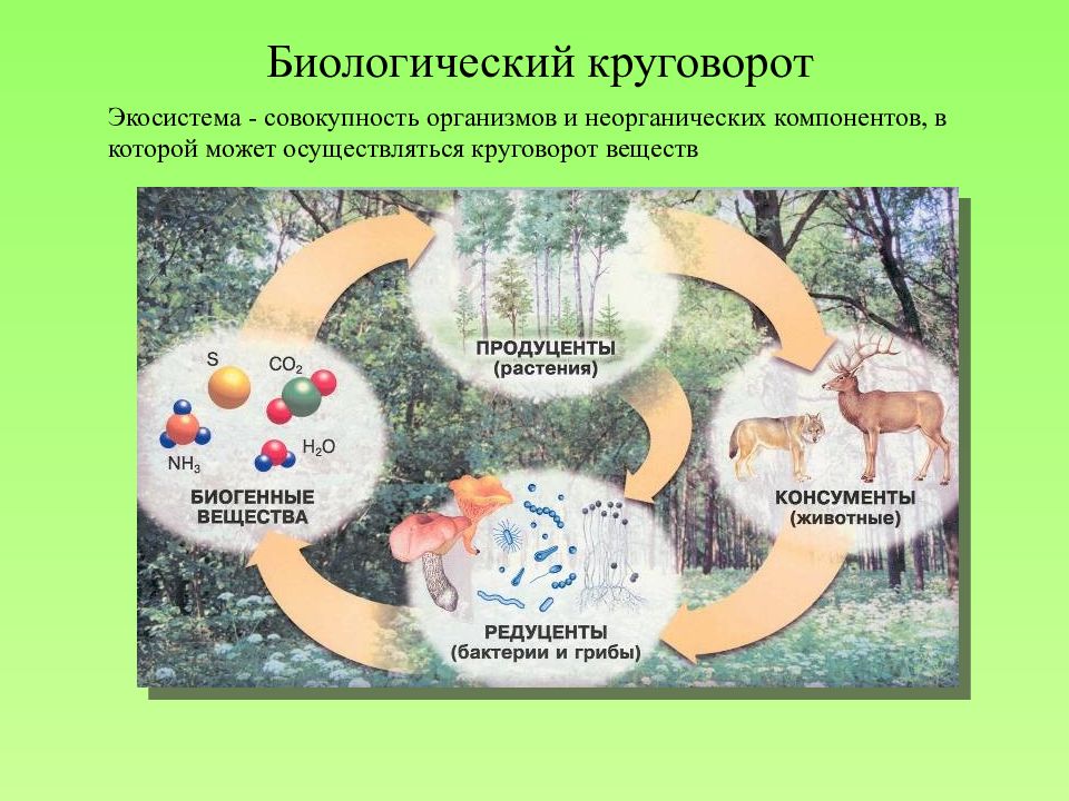 Уровни видового разнообразия. Уровни биологического разнообразия экосистемное. Уровни биоразнообразия. Биологические циклы человека. Системная концепция биоразнообразия.