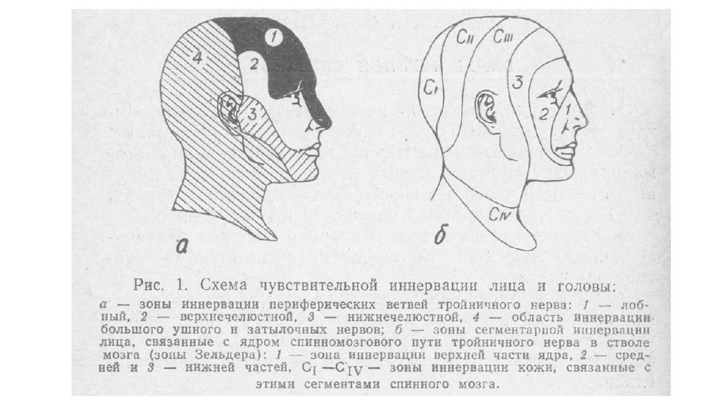 Иннервация лица схема