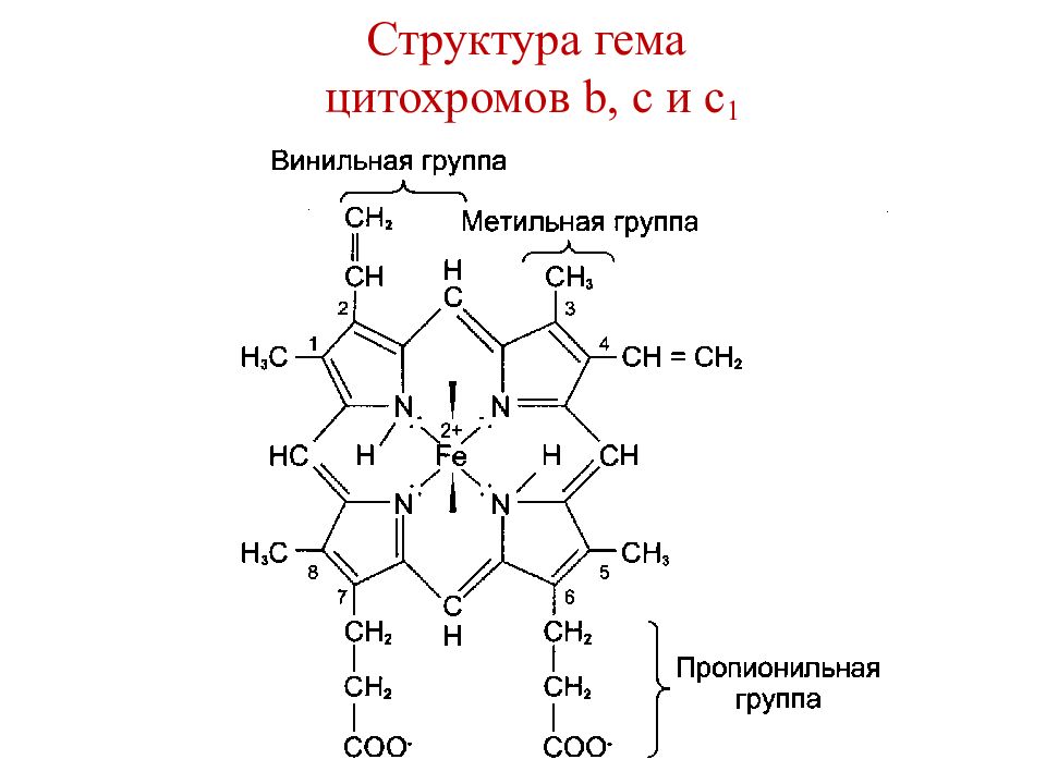 Цитохромоксидаза схема строения