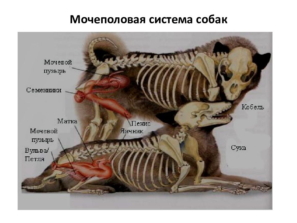 Мочеполовая система собаки схема