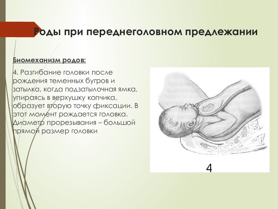 Презентация головка плода