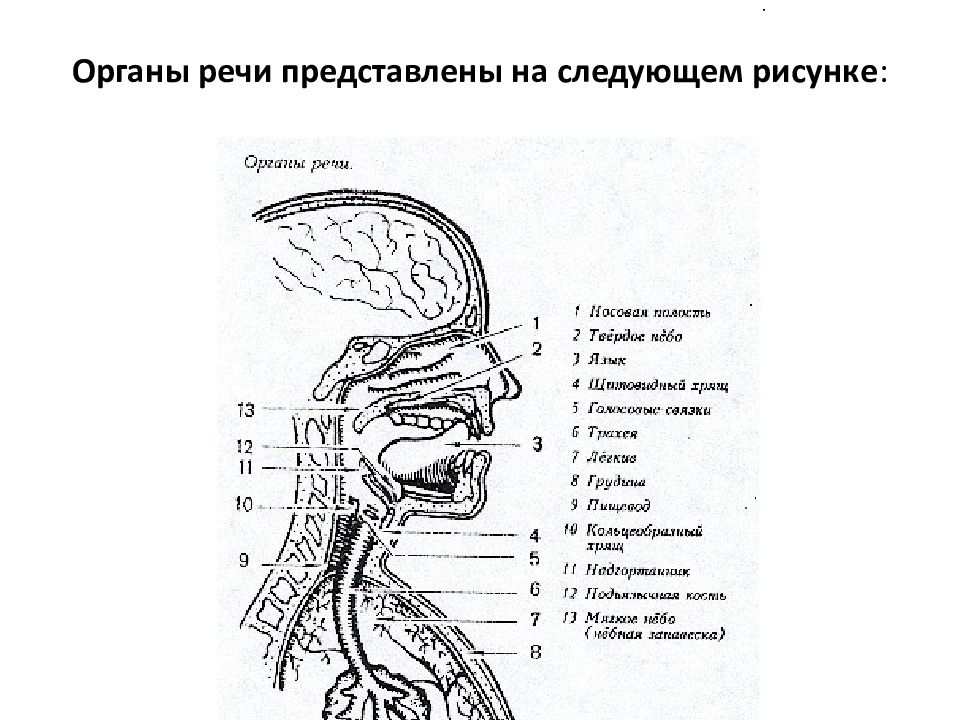 3 органы речи