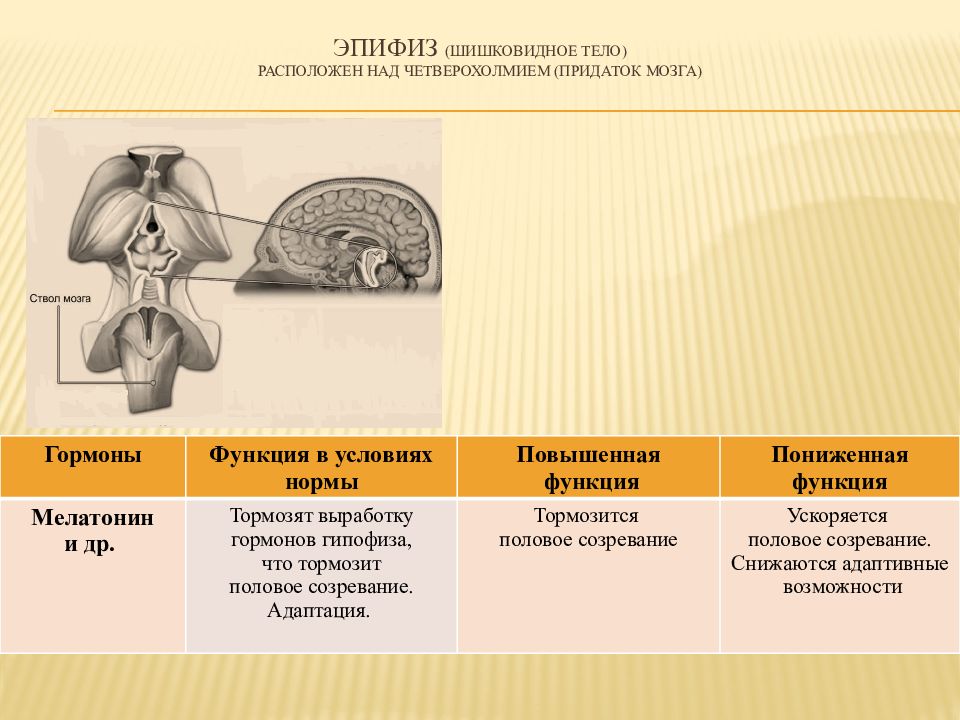 Шишковидная железа гормоны и функции. Эпифиз функции. Эпифиз анатомия человека. Гормоны эпифиза. Эпифиз гиперфункция и гипофункция.