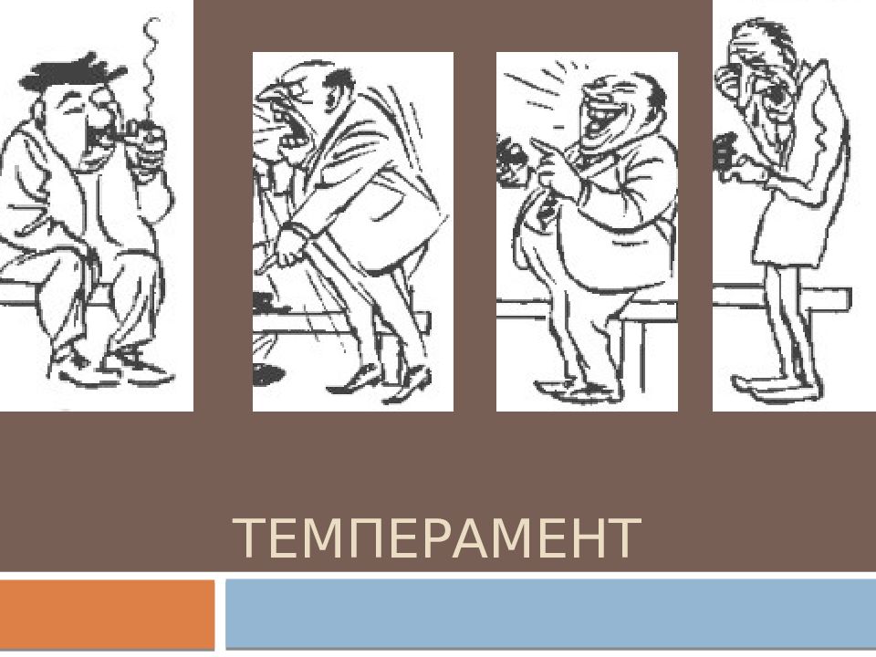 Сангвиник картинки для презентации