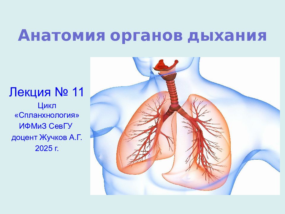 Анатомия органов дыхания