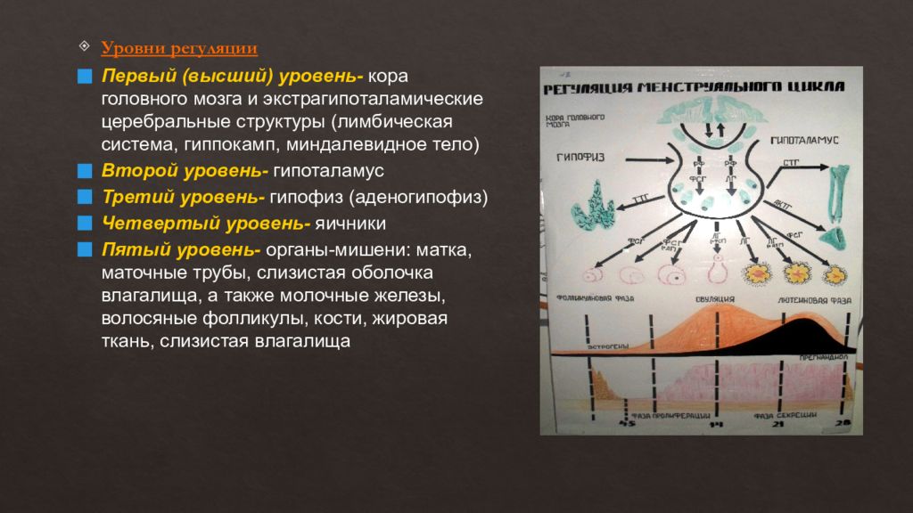 Регуляция цикла. Кора головного мозга менструационного цикла. Уровни регуляции физиологического менструального цикла. Физиология менструационного цикла. Физиологические показатели менструационного цикла.