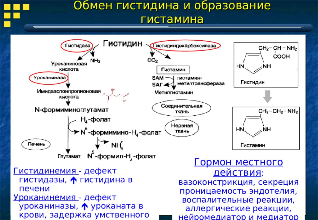 Синтез биогенных аминов. Образование биогенных Аминов биохимия. Синтез гистидина. Реакции образования биогенных Аминов.