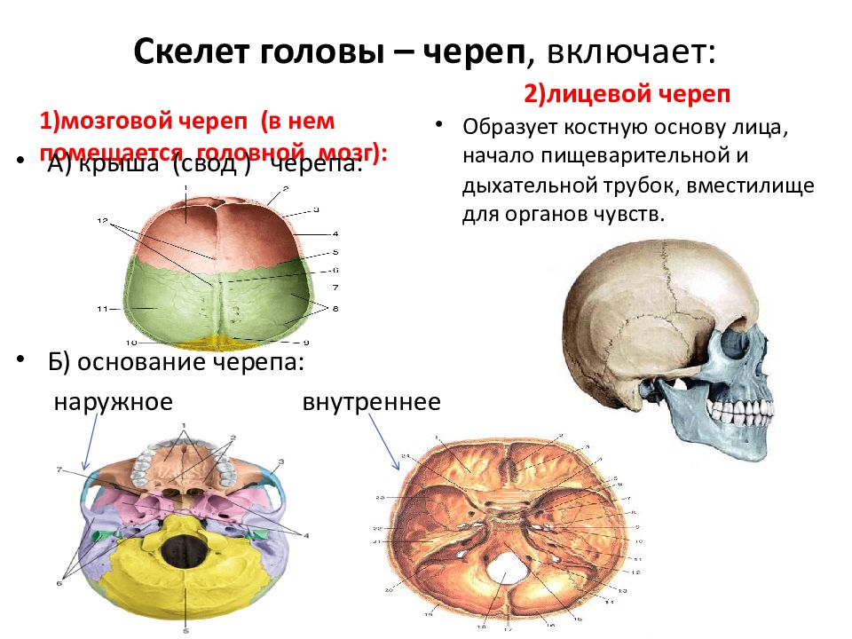 Мозговое основание черепа. Основание черепа анатомия. Строение основания черепа. Кости мозгового черепа анатомия. Соединение скелета головы.