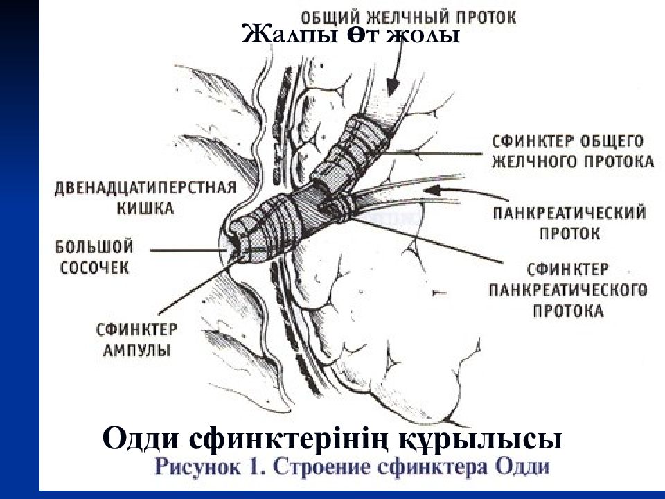 Где Находится Сфинктер Одди Фото