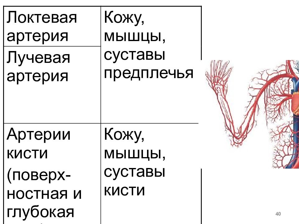 Кожные артерии. Рудиментарная кожная мышца).