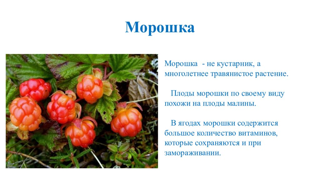 Морошка