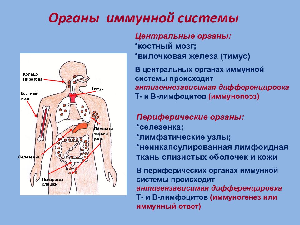 Иммунные органы организма