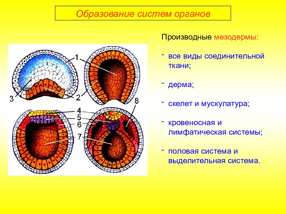 Эмбриональное развитие презентация