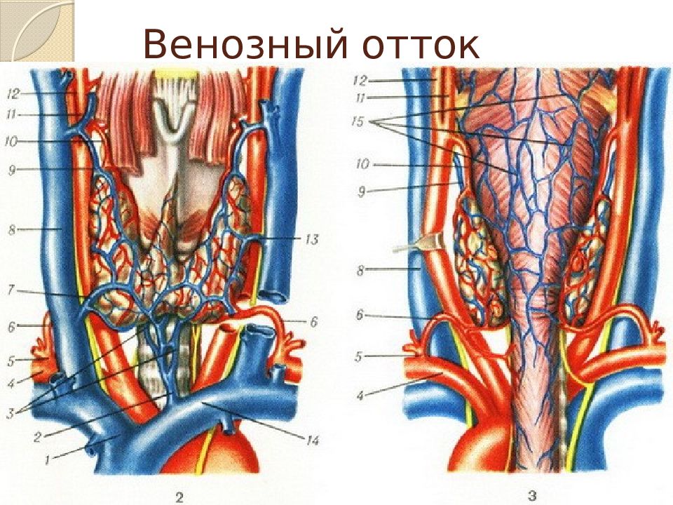 Артерии щитовидной железы. Венозный отток щитовидной железы. Кровоснабжение щитовидной железы анатомия. Верхняя щитовидная артерия анатомия. Щитовидная железа кровоснабжение и иннервация.
