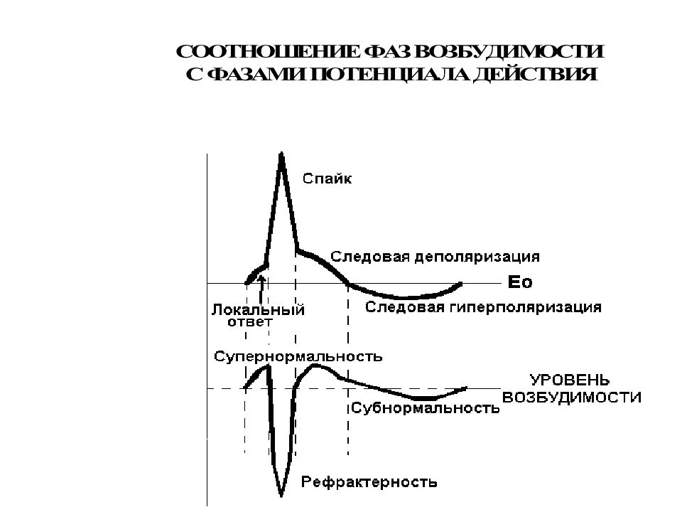 Возбудимость