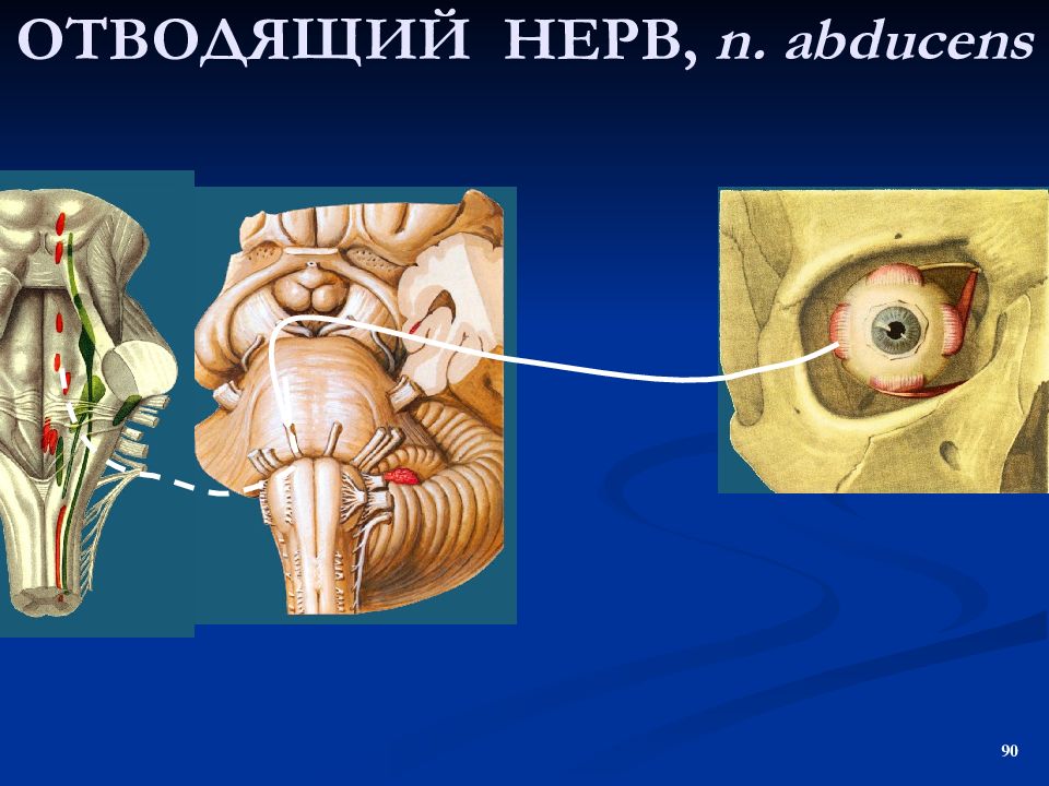 Блоковый нерв. Блоковый нерв анатомия. Отводящий нерв (n. ABDUCENS) – vi пара. IV пара –– блоковый нерв (n. trochlearis). Отводящий нерв (n. ABDUCENS) иннервирует.