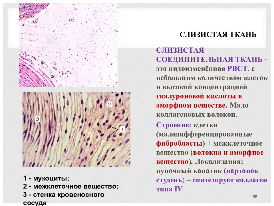 Соединительная ткань рниму презентация