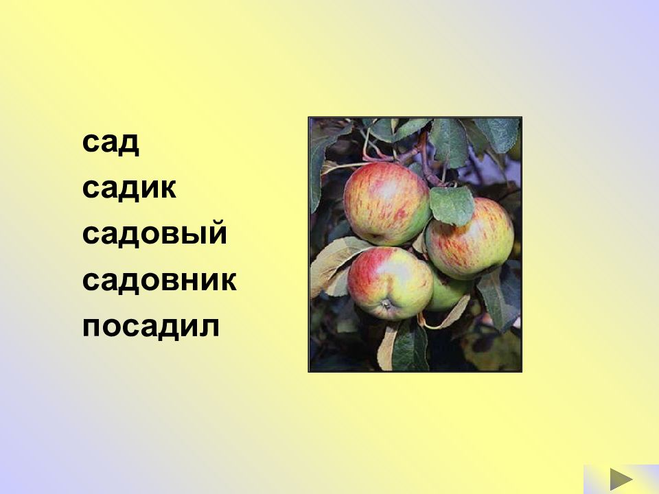 Сад садовник садовый однокоренные. Сад садовый садовник корень. Однокоренные слова к слову садовник.