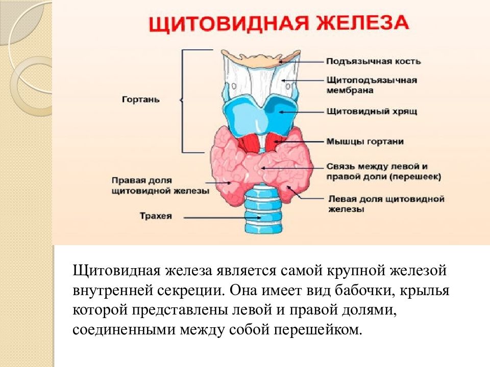 Крупные железы