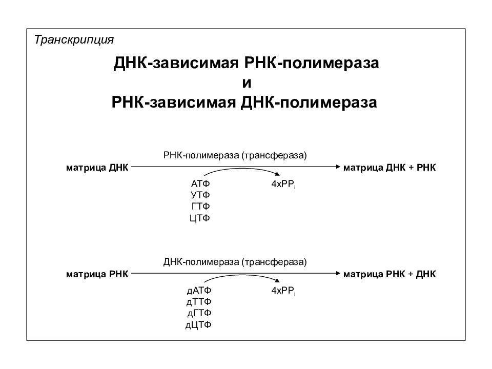 Процесс транскрипции днк. Транскрипция ДНК И РНК. Транскрипция типы РНК. Направление транскрипции ДНК. Вид РНК, участвующий в транскрипции.