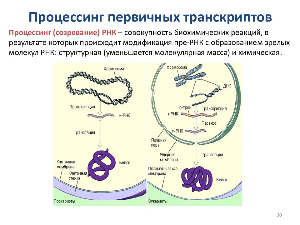 Биосинтез 3 этапа. Биосинтез белка схема ЕГЭ биология. Синтез белка транскрипция и трансляция. Этапы биосинтеза белка процессинг. Процессинг РНК В биосинтезе белка.