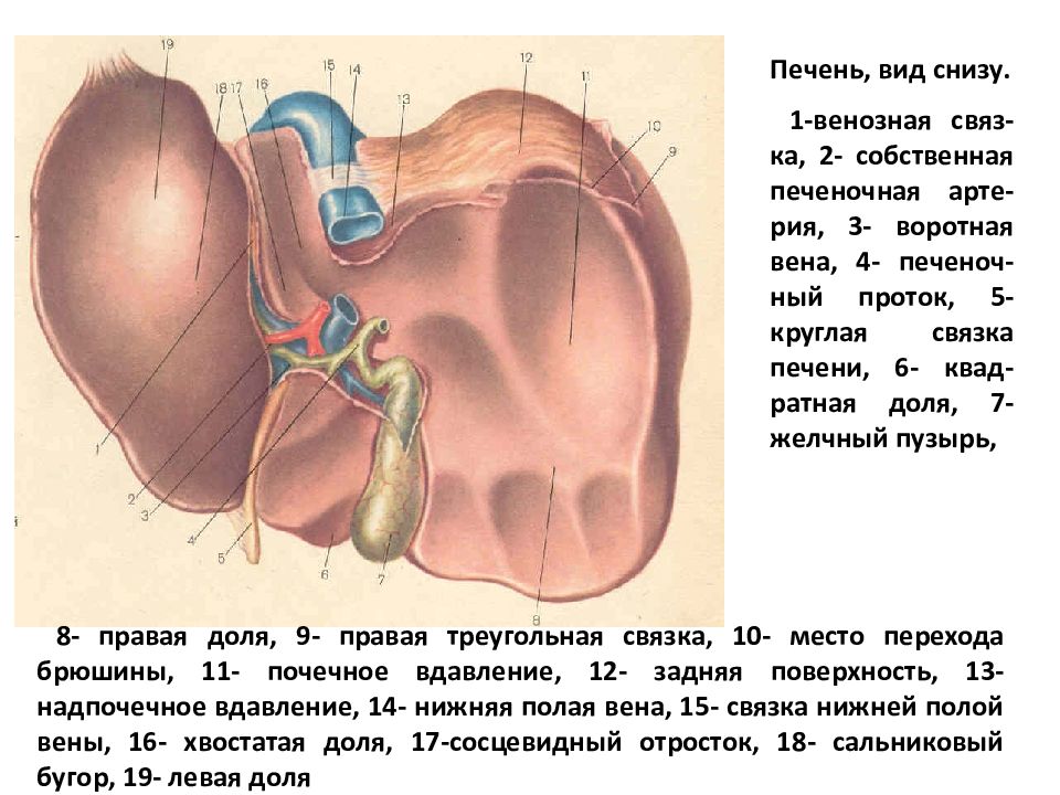 Печень 10. Сосочковый отросток печени. Сосочковый отросток хвостатой доли печени. Печень вид снизу анатомия.