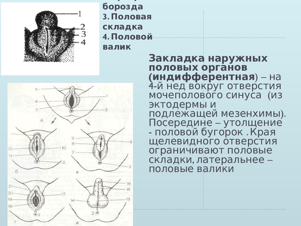 Половые губы рисунок