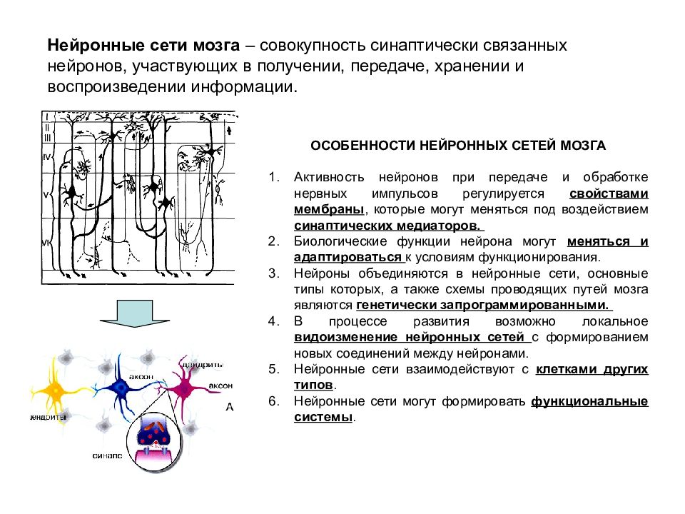 Схема нервной цепи