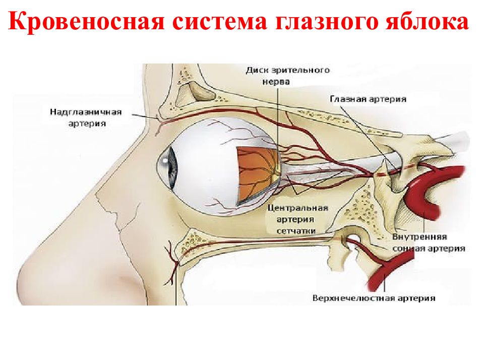 Кровообращение зрения. Кровоснабжение глазного яблока схема. Кровоснабжение глазницы схема. Глазная артерия схема. Кровоснабжение глазного яблока анатомия.