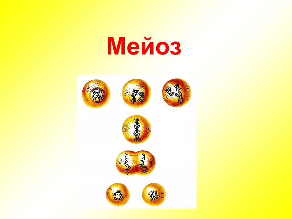 Мейоз