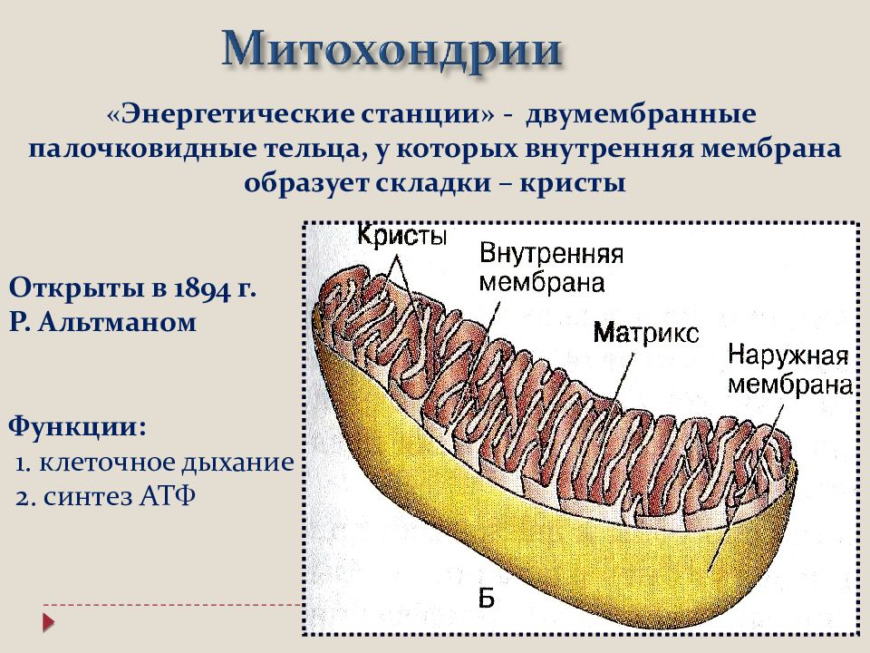 Оболочки образуют