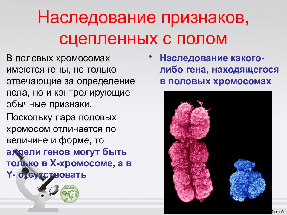 Генетика пола и наследование сцепленное с полом презентация 11 класс