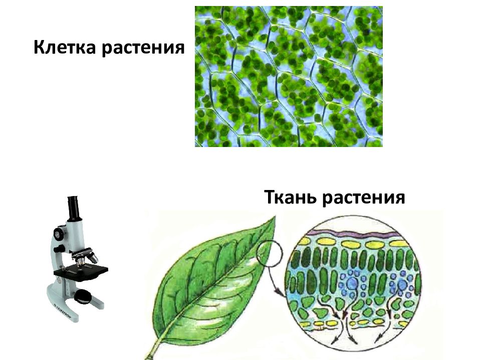 Органы растений основных тканей. Ткани растений. Клетки тканей растений. Ткани растительного организма. Клетка растений ткани растений.
