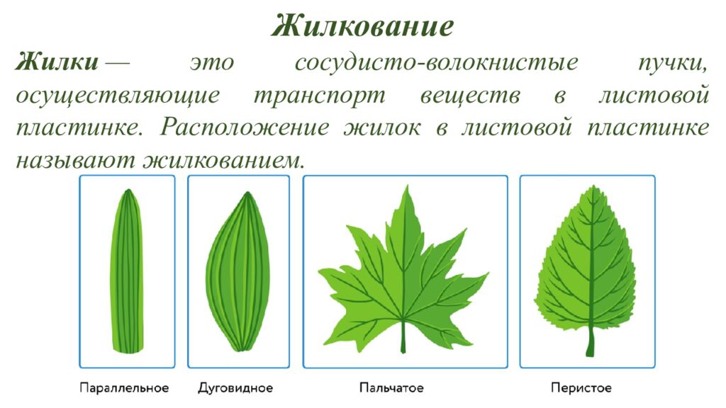 Особенности внешнего и внутреннего строения листа