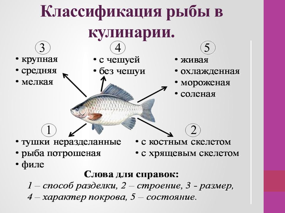 Виды питания рыб. Классификация рыбы по степени жирности. Классификация рыб. Систематика рыб. Классификация рыб схема.