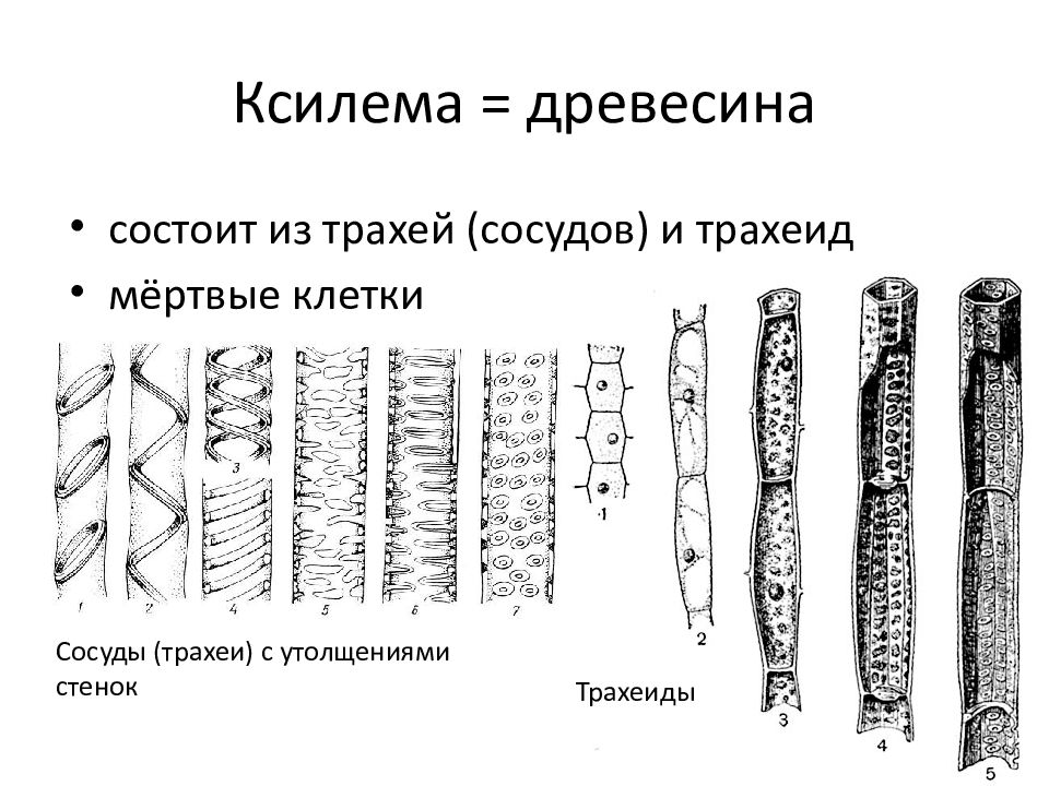 Проводящие сосуды древесины. Древесина состоит из трахеид. Трахеи трахеиды сосуды. Состоит из трахеид и сосудов. Клетки сосудов древесины это.