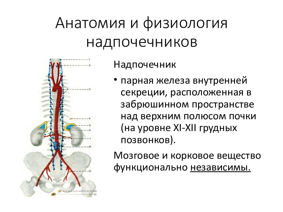 Надпочечники презентация по анатомии