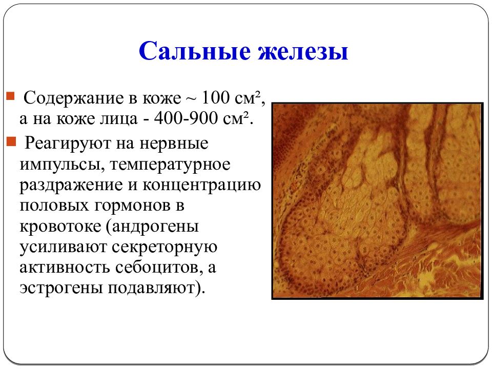 Железа кожи. Железы кожи гистофизиология. Сальные железы гормоны и функции. Что вырабатывают сальные железы.