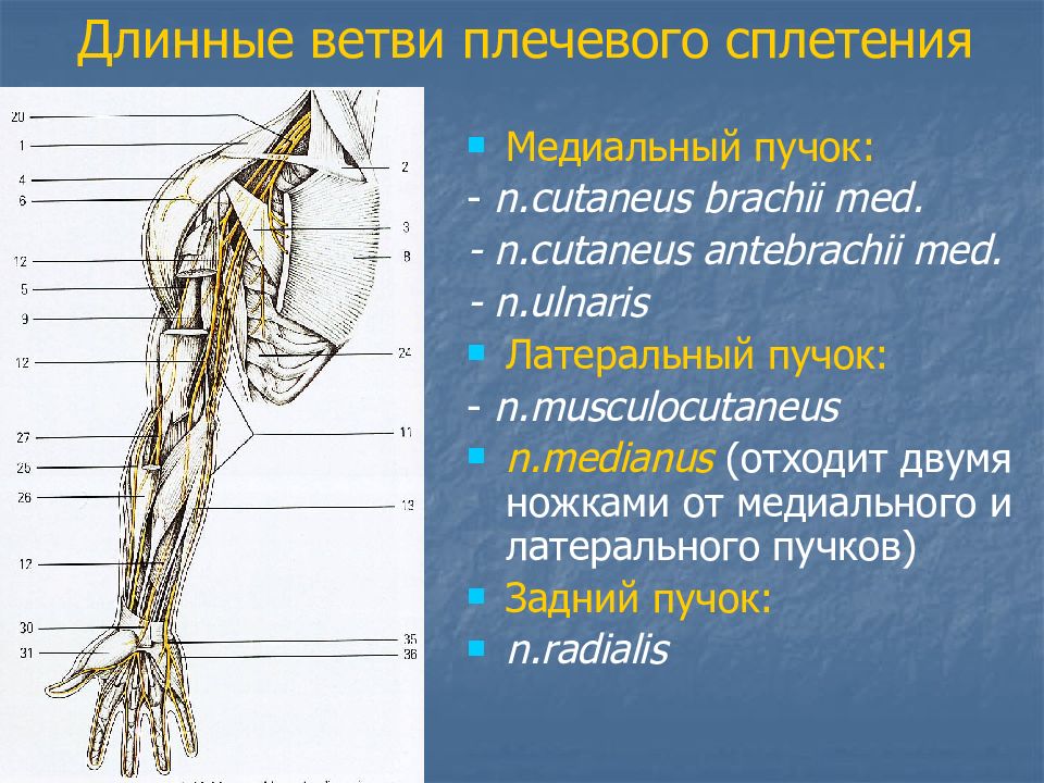 Нервы плеча и предплечья анатомия схема