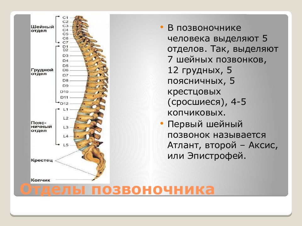 Позвоночник человека строение