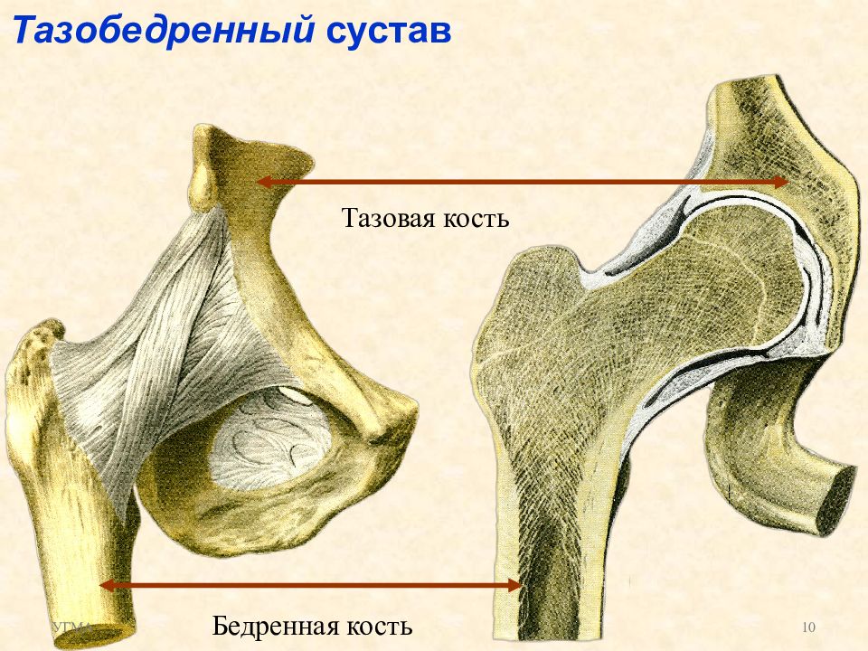 Тип соединение бедренной кости