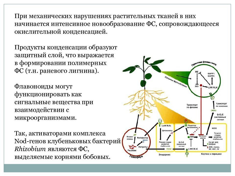 Вторичные метаболиты растений презентация