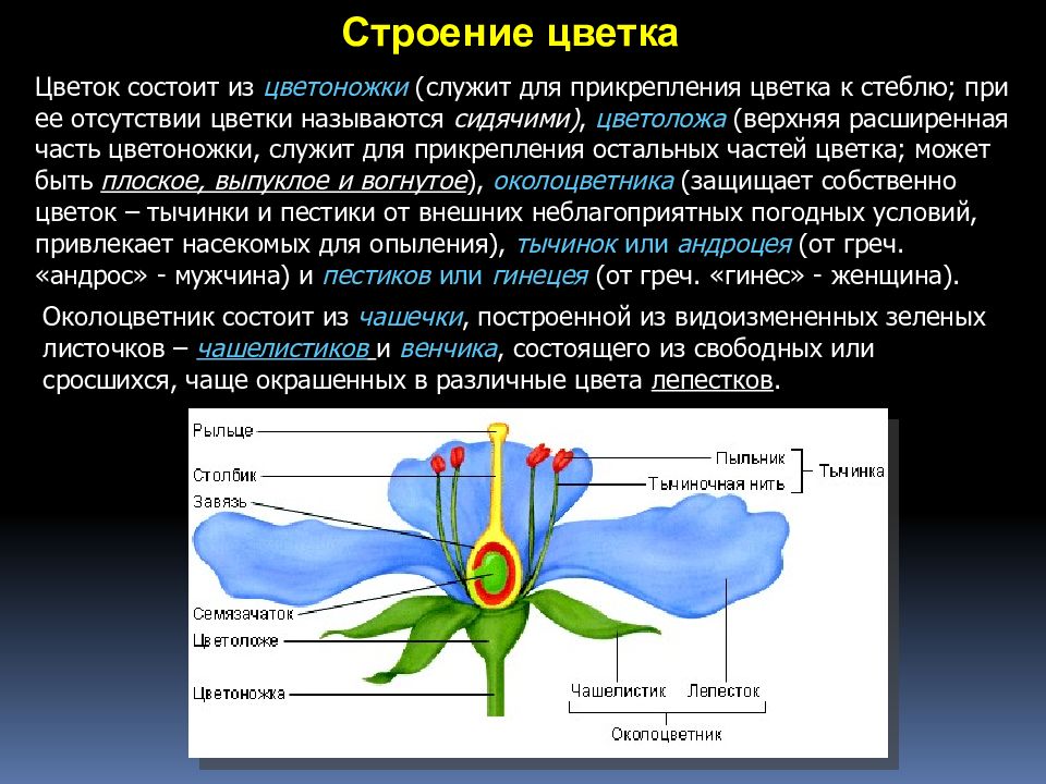 Из чего состоит цветок. Строение цветка. Строение цветка венчик. Венчик цветка состоит из чашелистиков. Расширенная часть цветка.