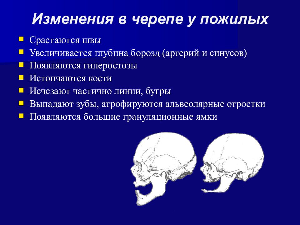 Анатомия мозгового отдела головы